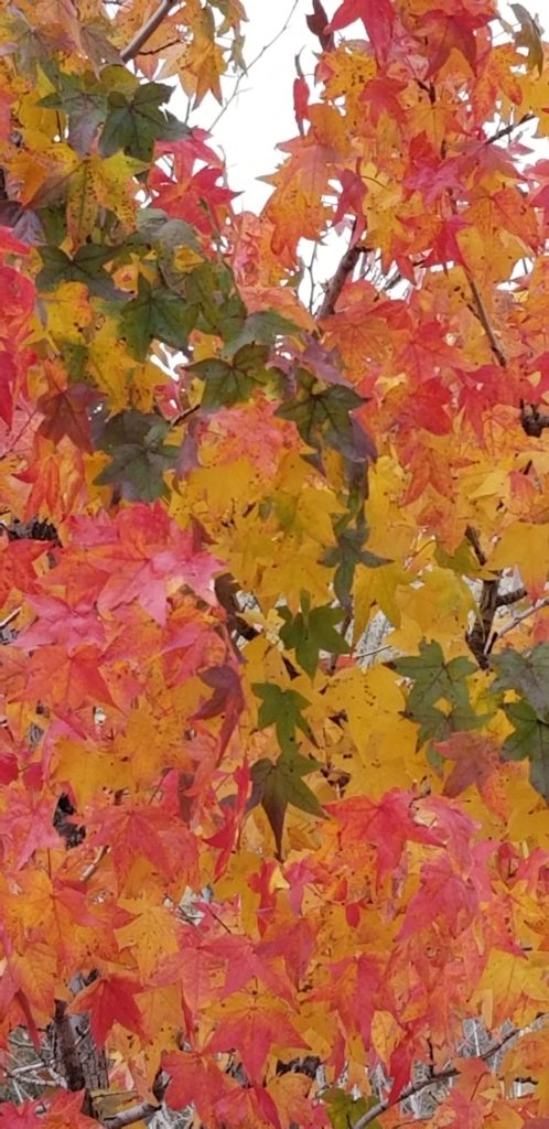 A tree filled with autumn leaves in vibrant shades of red, orange, yellow, and green, showing the transition of foliage colors during the fall season.