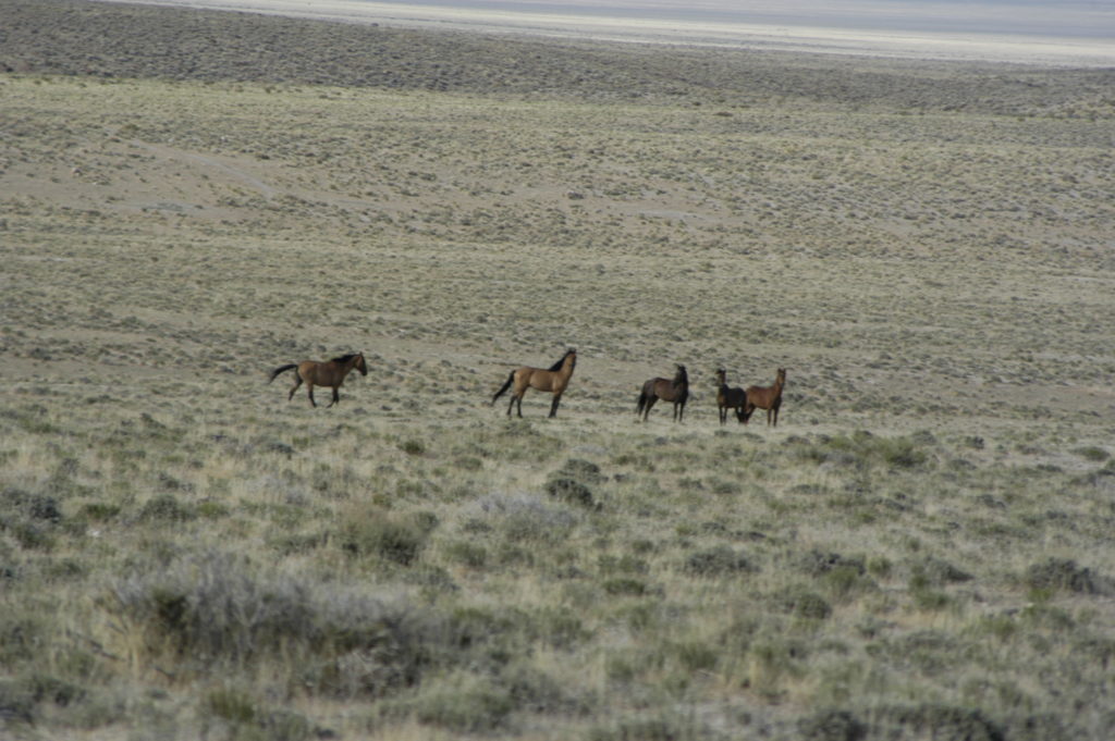 Four wild horses stand together in a vast, open landscape of dry grass and low shrubs, with rolling hills and barren terrain stretching out into the distance.
