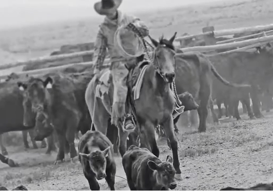 Home Means Nevada Folklife in the Silver State