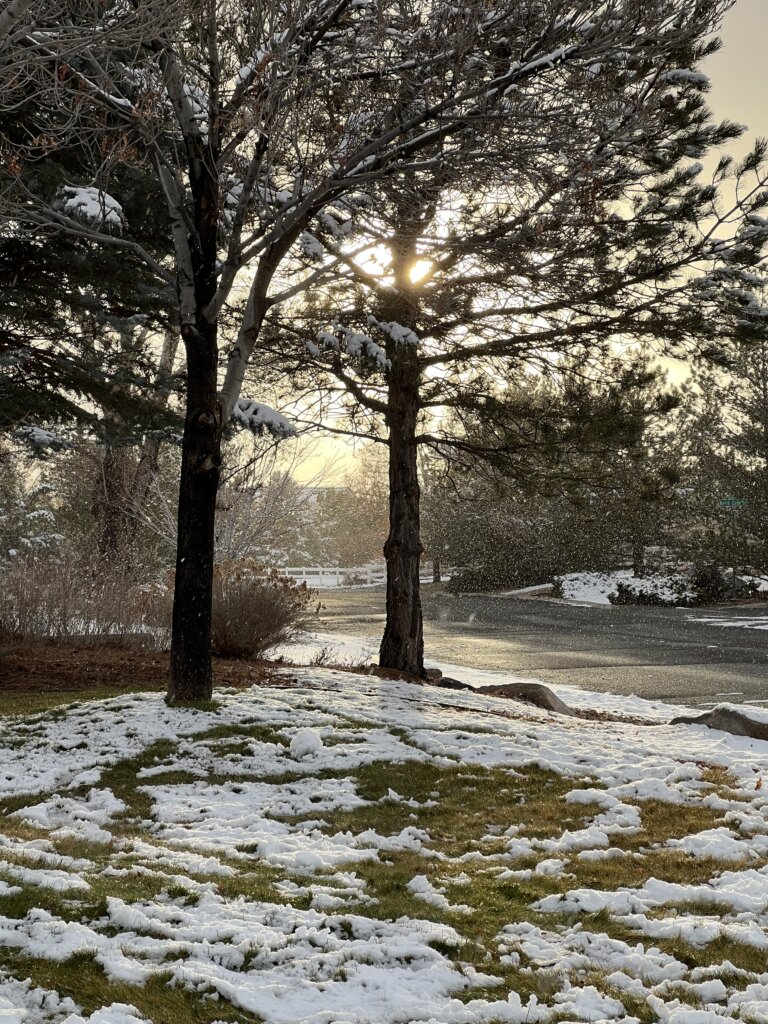 Snow partially covers a grassy park with two tall trees in the foreground. Sunlight shines through the branches, and more snow is gently falling. A quiet street and more snow-covered areas are visible in the background.