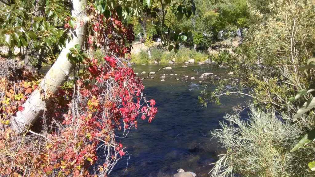 A clear river flows through a wooded area. Bright red and green leaves hang from a tree in the foreground, while rocks and dense green foliage line the riverbank in the sunlight.