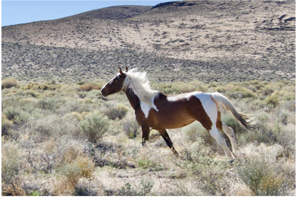 A brown and white pinto horse runs through a dry, grassy desert landscape with hills in the background under a clear blue sky.