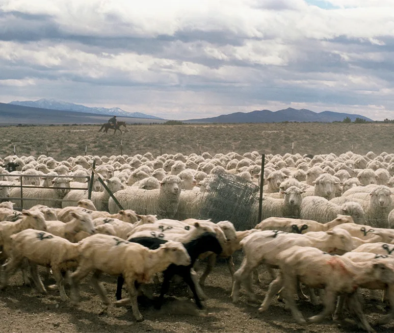 A large flock of sheep, some marked with paint, stand and move across a dry field under a cloudy sky. In the background, a person on horseback is seen with mountains in the distance.