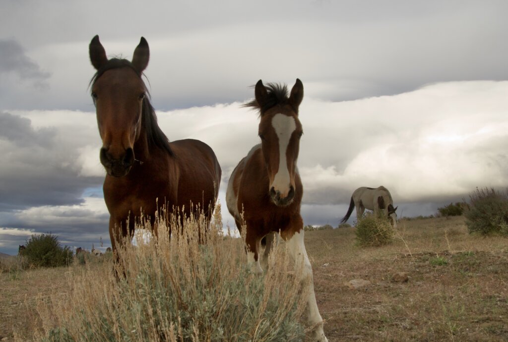 Two brown horses stand close together in a grassy field under a cloudy sky, with a third gray horse grazing in the background and sagebrush in the foreground.