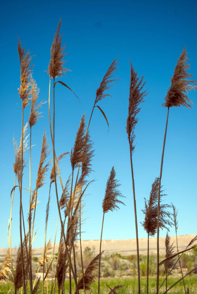 You can find these cattail at the Overton Wildlife Management Area in the Moapa Valley.
