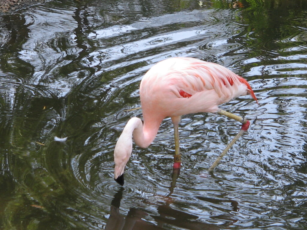 A pale pink flamingo with bent legs stands in shallow water, dipping its head down to drink or feed, with ripples surrounding its reflection on the surface.