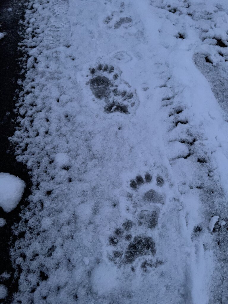 Footprints in the snow, likely from a bear, are clearly visible on a snowy path. The prints show distinct toes and pads, surrounded by packed snow, with some dark pavement peeking through on the left edge.