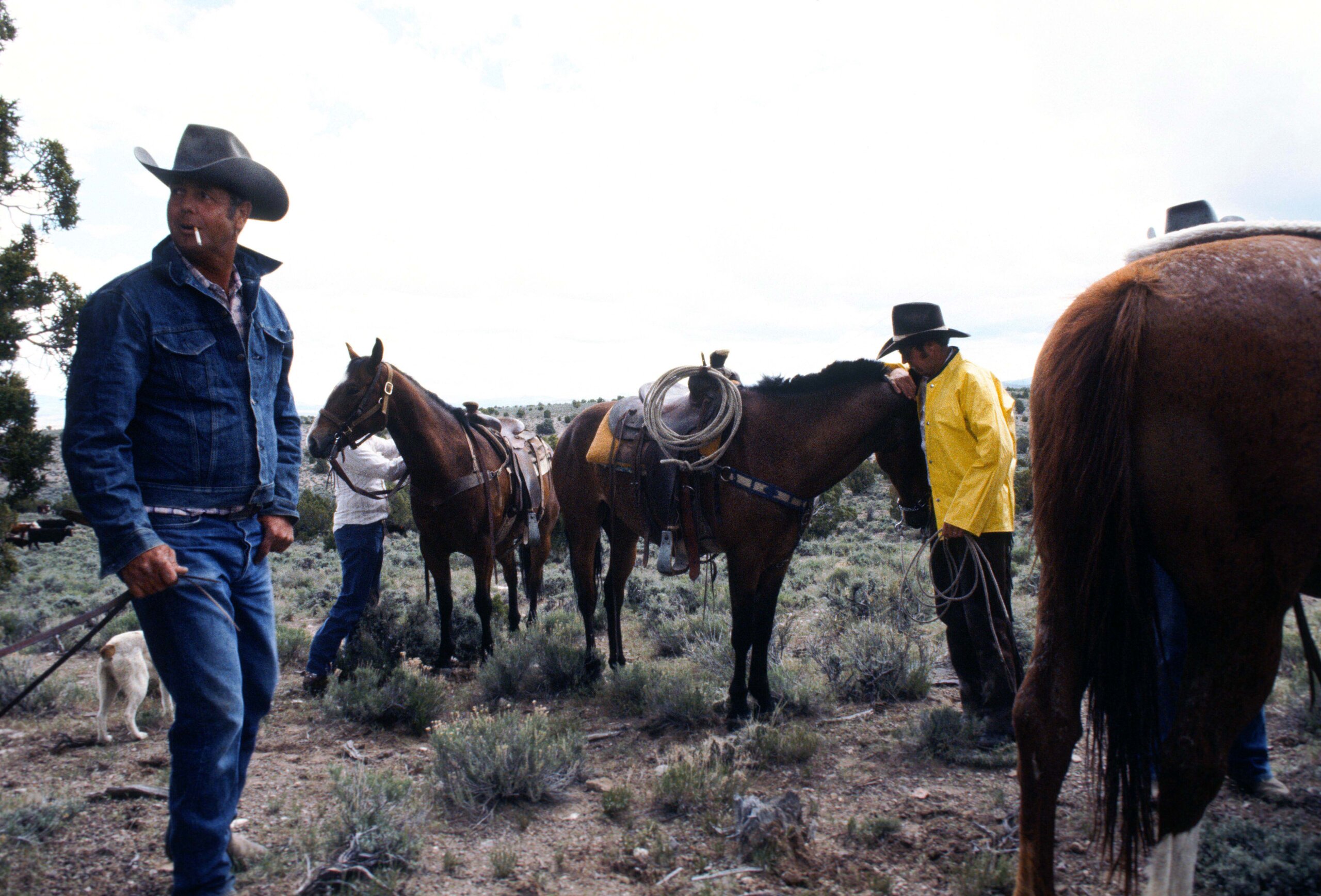 Several cowboys wearing hats and denim or yellow jackets stand among saddled horses in a dry, brushy landscape under a cloudy sky. One cowboy holds a rope, and a white dog is partially visible.
