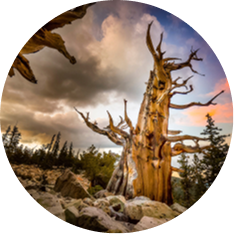 Community Development