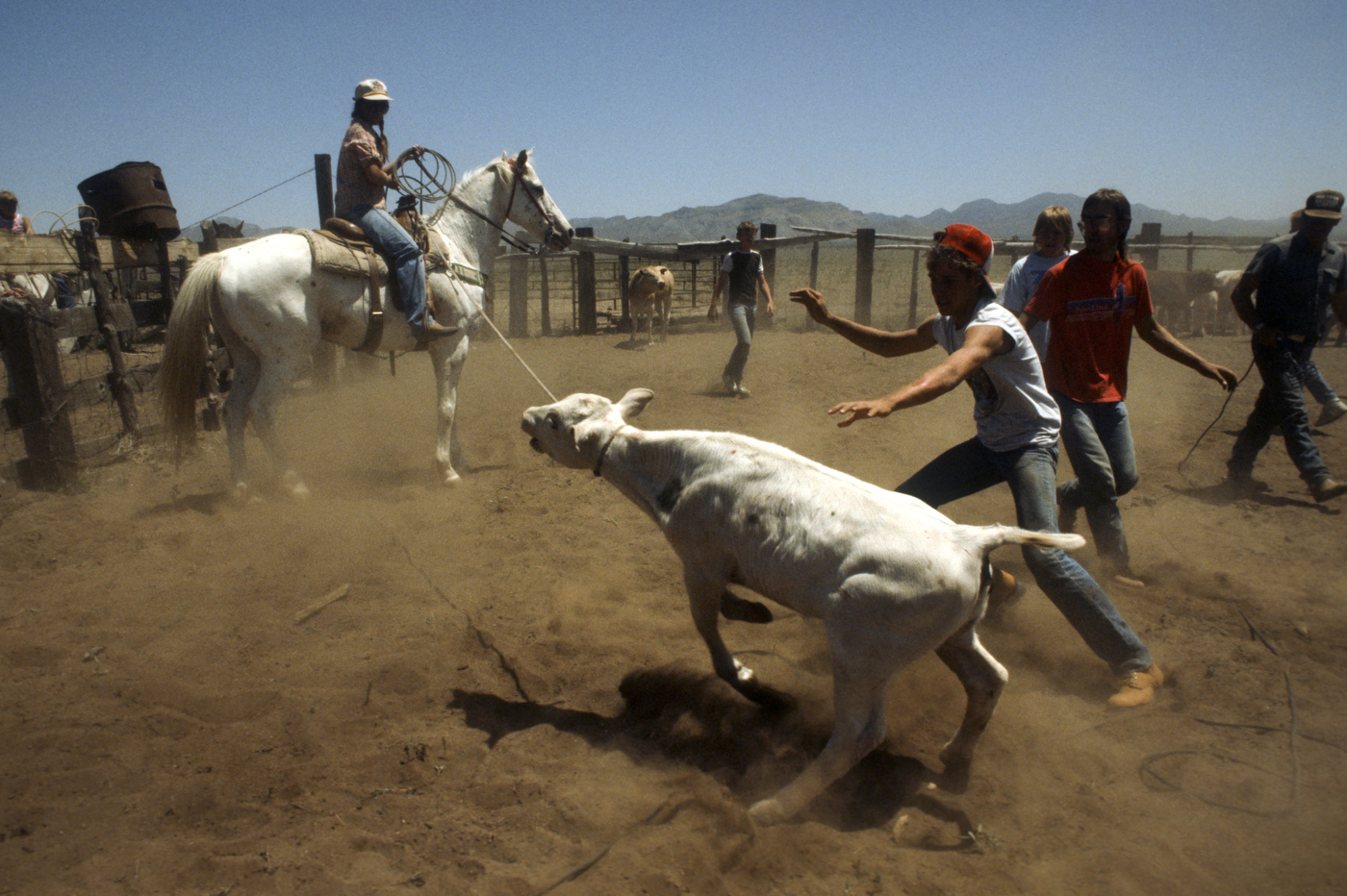 A person on horseback pulls a resisting white calf with a rope, while three people on foot approach to help in a dusty corral with mountains in the background.