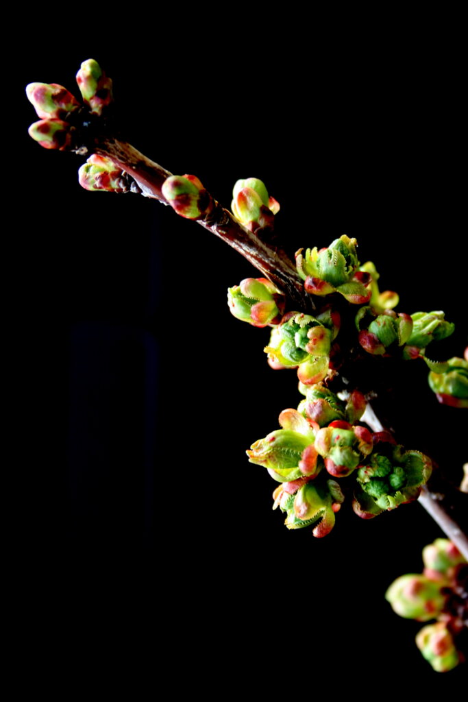 A close-up of a tree branch with clusters of green and pinkish-red buds against a solid black background, highlighting the texture and color contrast.